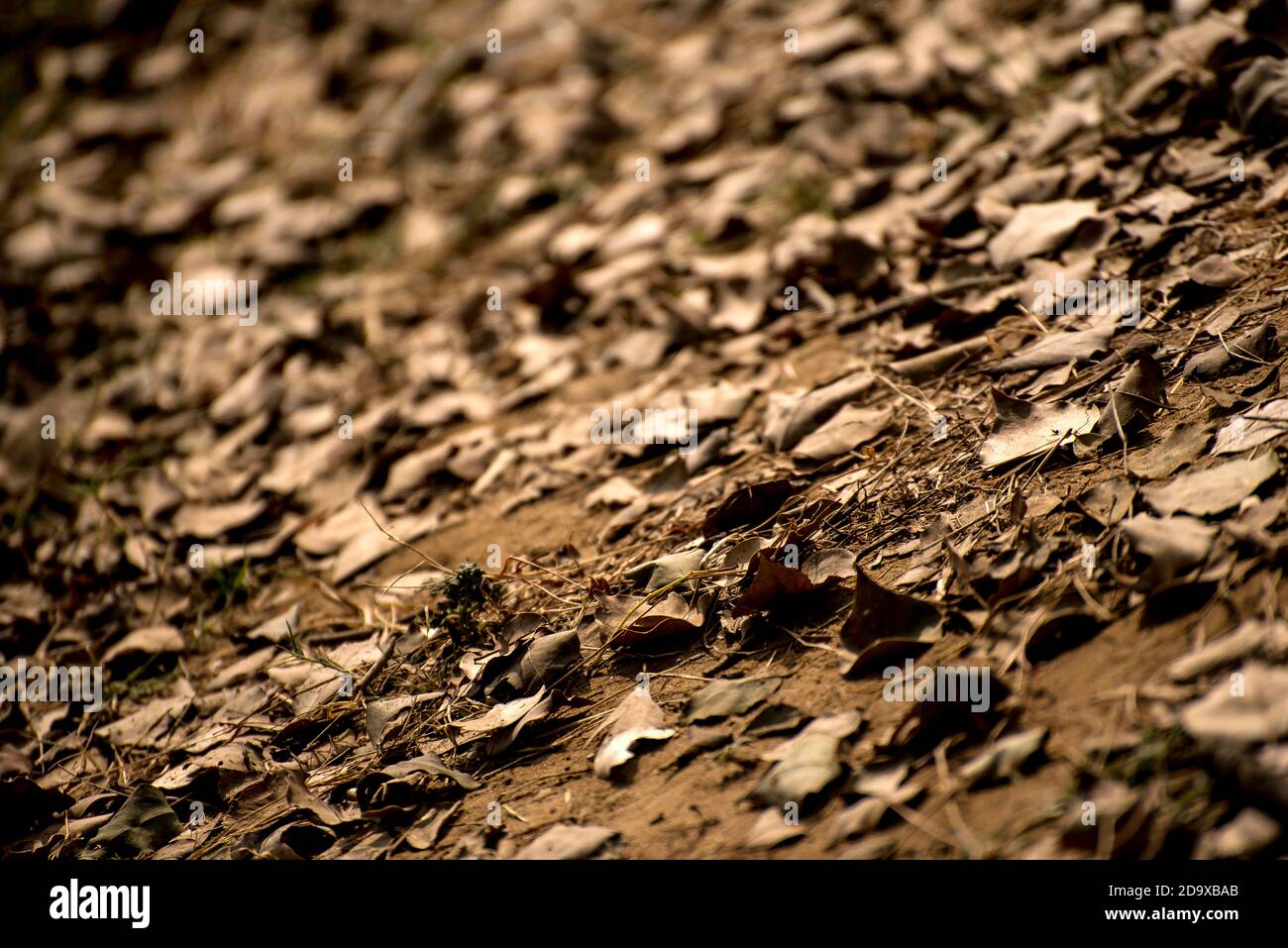 Dry leaves lying down on ground as a background Stock Photo