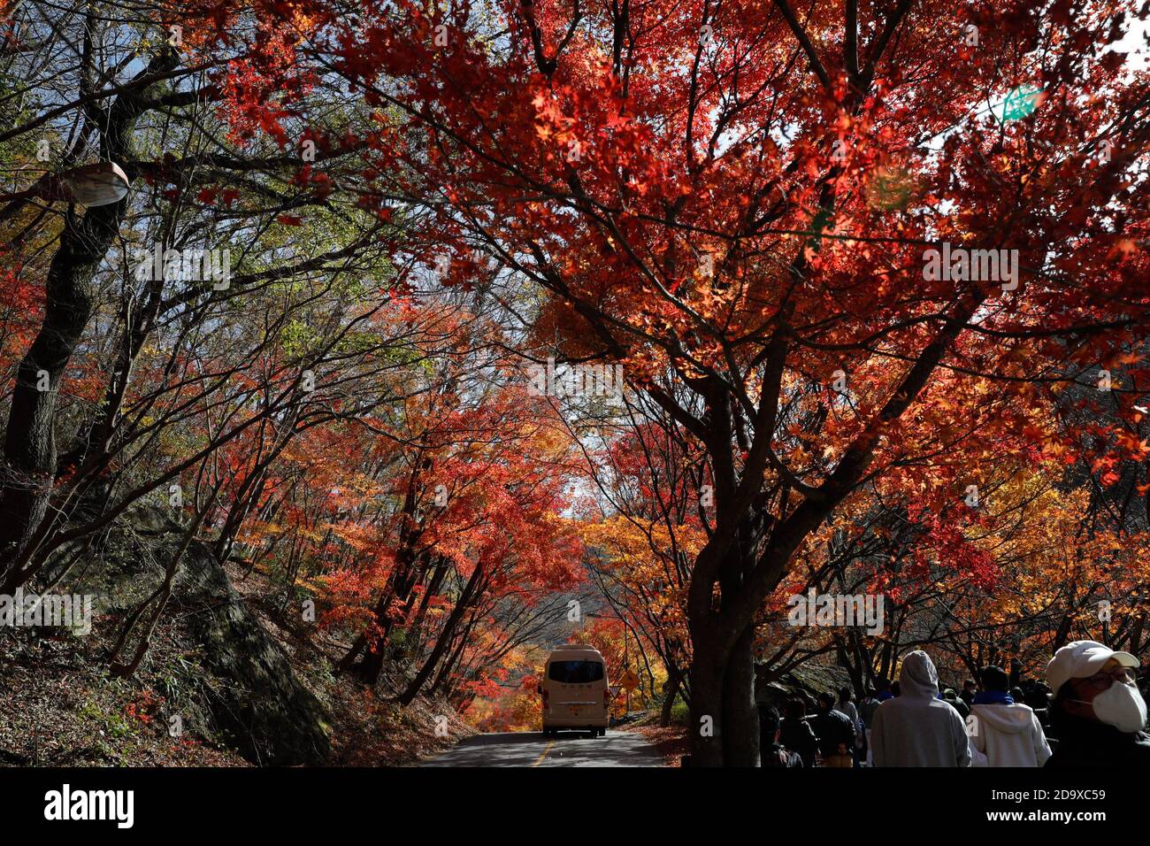 Jeongeup, South Korea. 8th Nov, 2020. People walk under maple trees at Naejangsan National Park in Jeongeup City of North Jeolla Province, South Korea, Nov. 8, 2020. Naejangsan is a popular tourist destination in South Korea, particularly in autumn due to its spectacular maple scenery. Credit: Wang Jingqiang/Xinhua/Alamy Live News Stock Photo