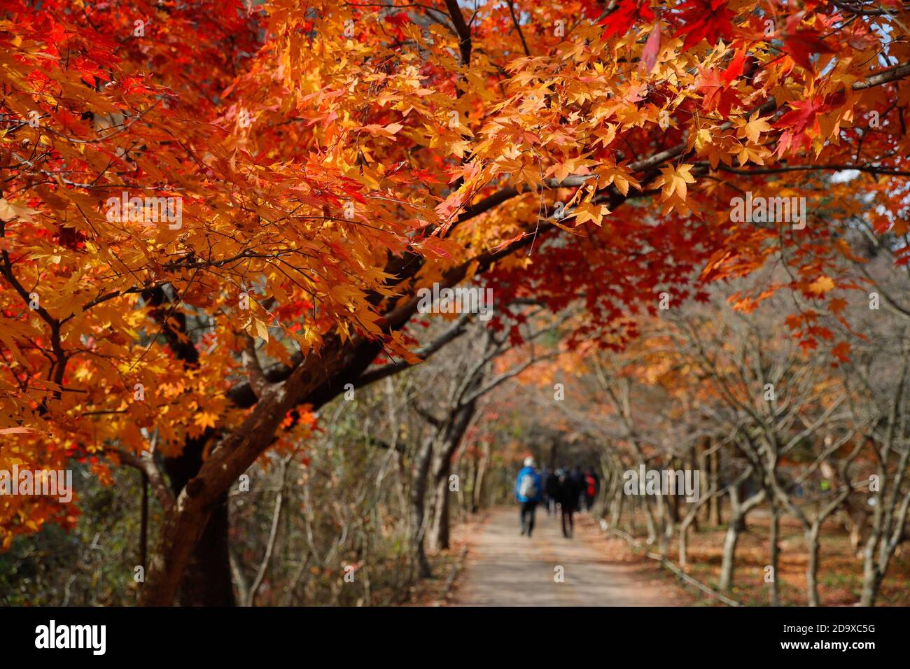 Jeongeup, South Korea. 8th Nov, 2020. People walk under maple trees at Naejangsan National Park in Jeongeup City of North Jeolla Province, South Korea, Nov. 8, 2020. Naejangsan is a popular tourist destination in South Korea, particularly in autumn due to its spectacular maple scenery. Credit: Wang Jingqiang/Xinhua/Alamy Live News Stock Photo