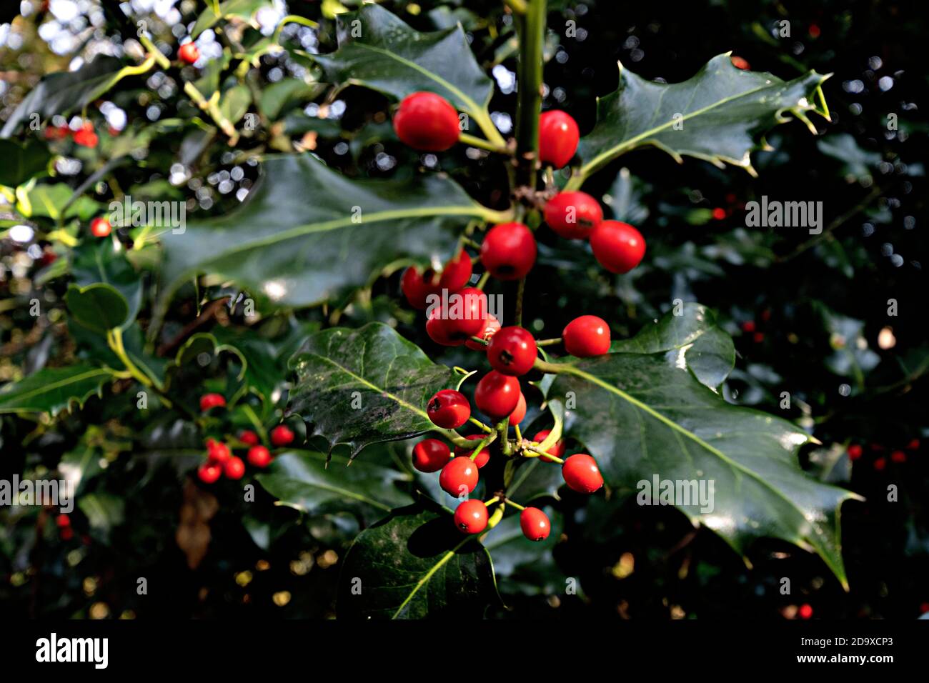 Holly berries on bushes(llex aquifolium)  are  traditionally seen as a sure sign that a bitterly cold winter lies ahead - West Berkshire England, UK Stock Photo