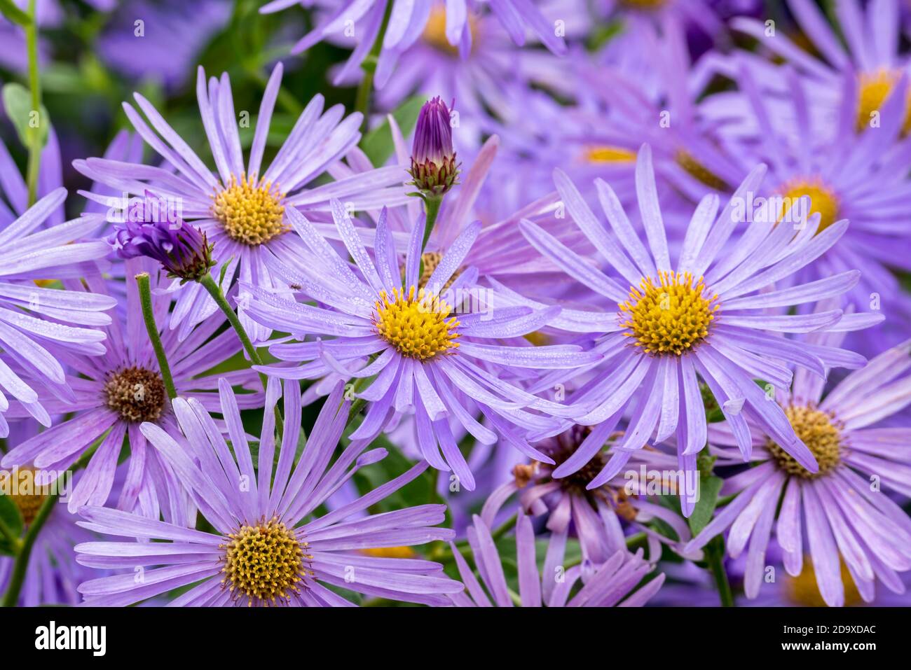 Aster x frikartii 'Monch' a lavender blue herbaceous perennial summer autumn flower plant commonly known as michaelmas daisy, stock photo image Stock Photo