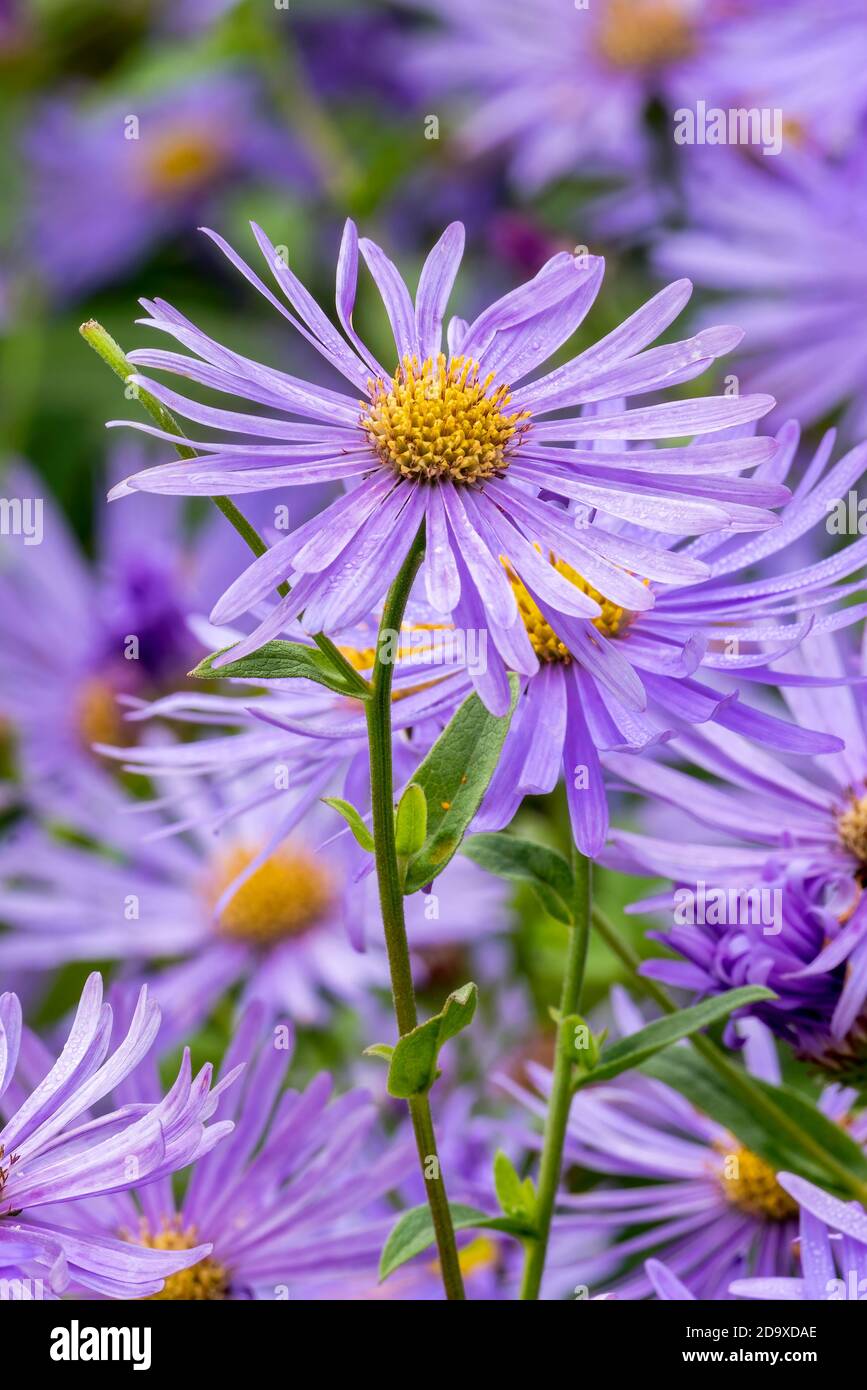 Aster x frikartii 'Monch' a lavender blue herbaceous perennial summer autumn flower plant commonly known as michaelmas daisy, stock photo image Stock Photo