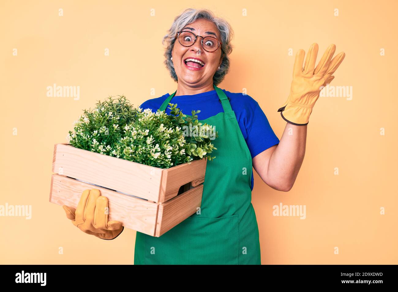 Senior hispanic woman wearing gardener apron and gloves holding plant ...