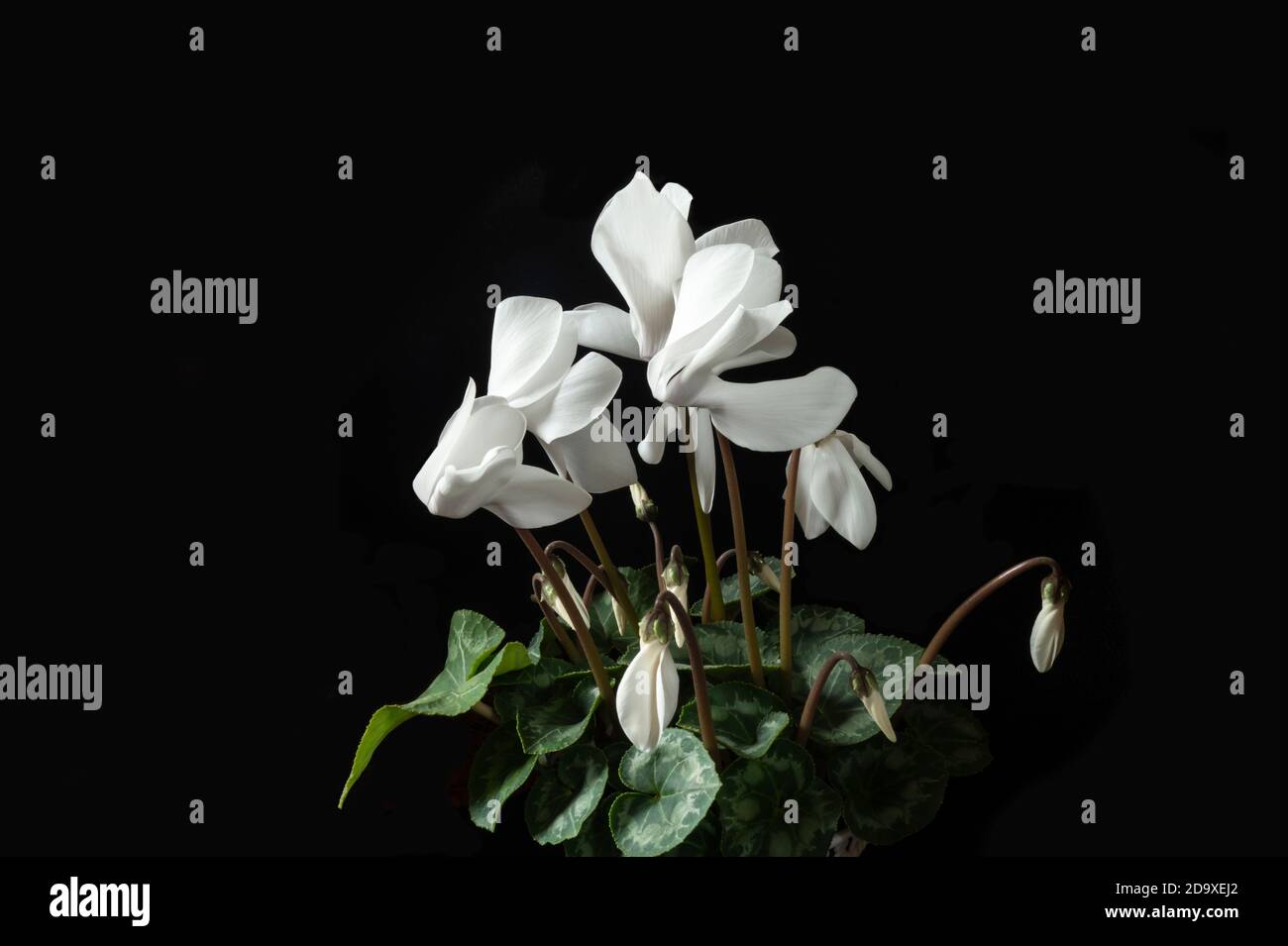 White Cyclamen on black background in flowering gap of time Stock Photo