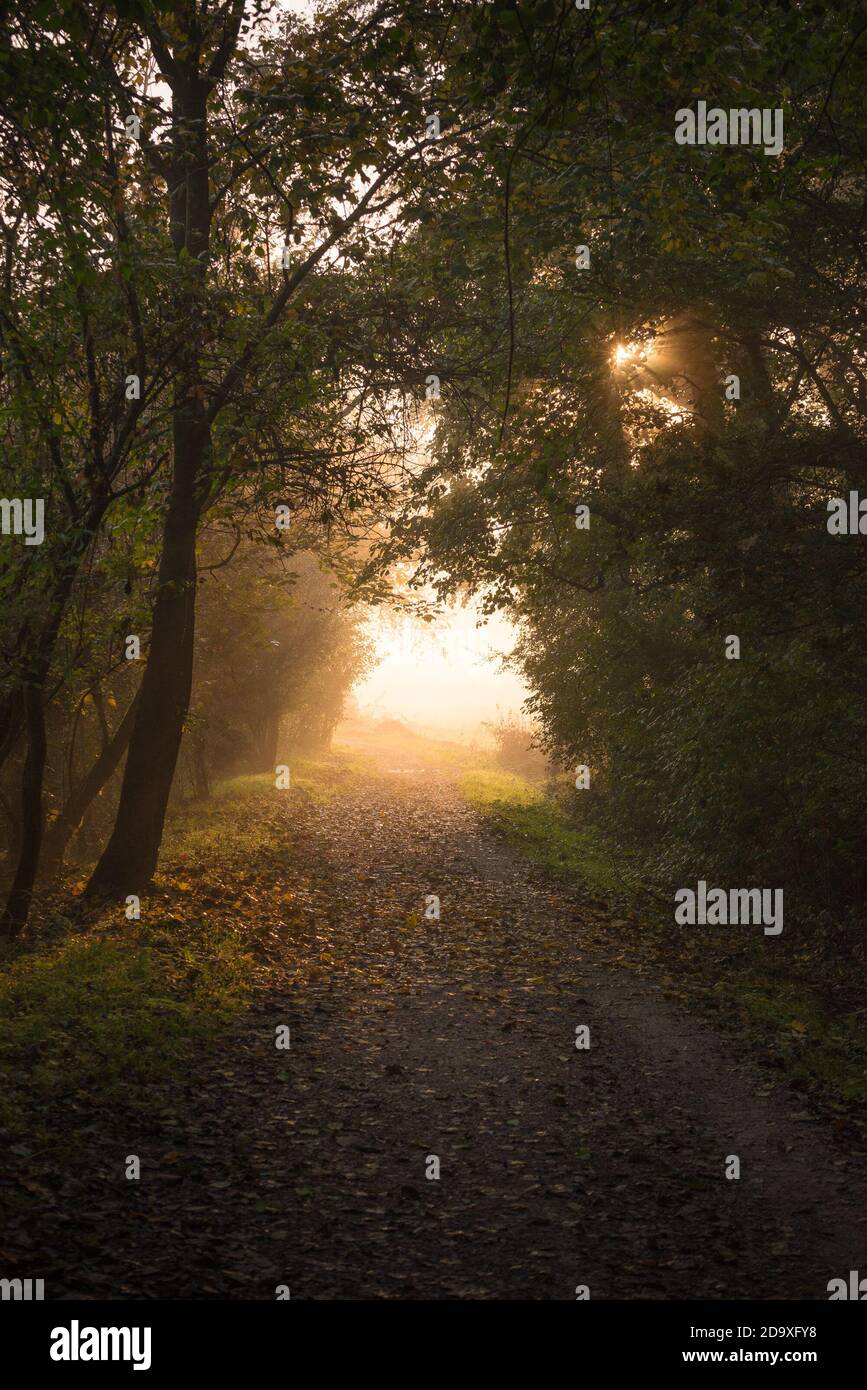 Foggy sunrise in a woods during autumn foliage and colours Stock Photo