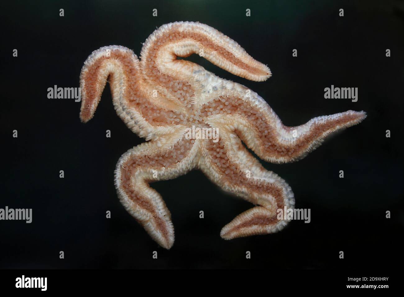 Underside of Common Starfish Asterias rubens Stock Photo
