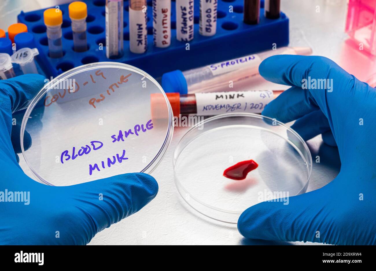 mink blood sample on a petri dish in a laboratory, study of covid-19 infection in humans, conceptual image Stock Photo