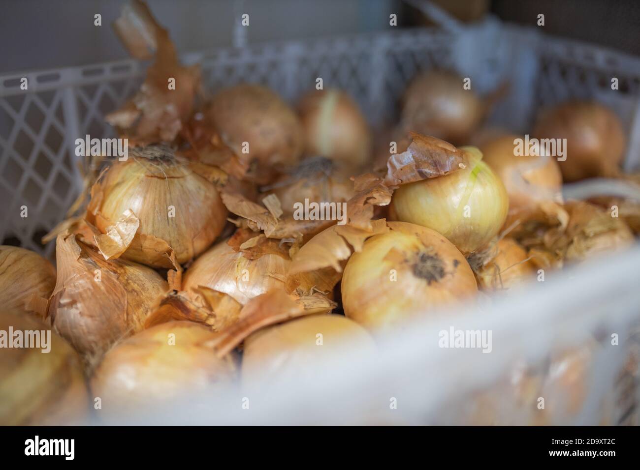 Pictures onions hi-res stock photography and images - Alamy