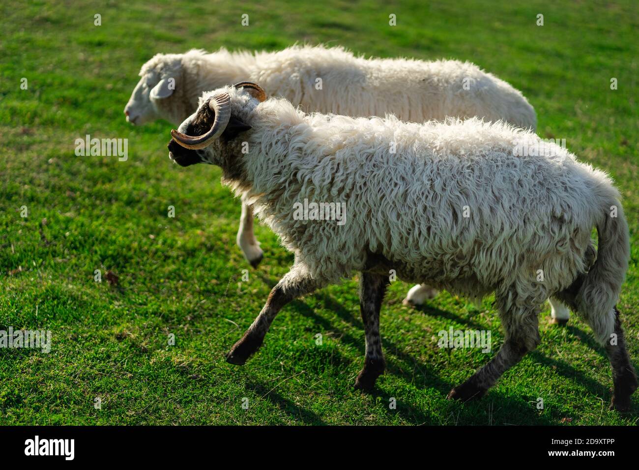 White fluffy sheep nips grass in a green meadow. Nature, beautiful animals  live in their habitat. Cute animal on the farm Stock Photo - Alamy