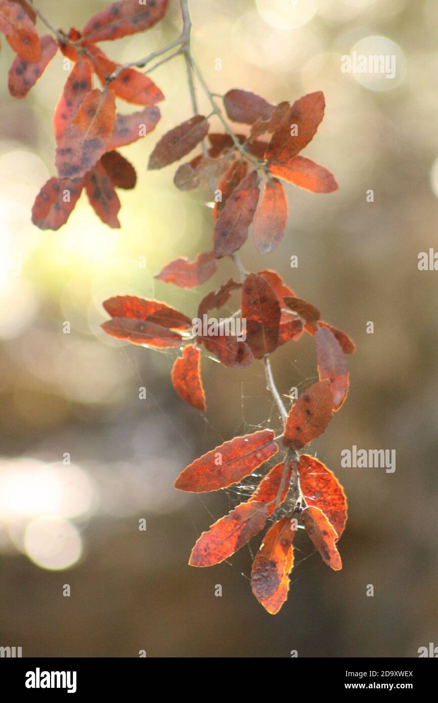 Colorfull tree leaves hi-res stock photography and images - Alamy