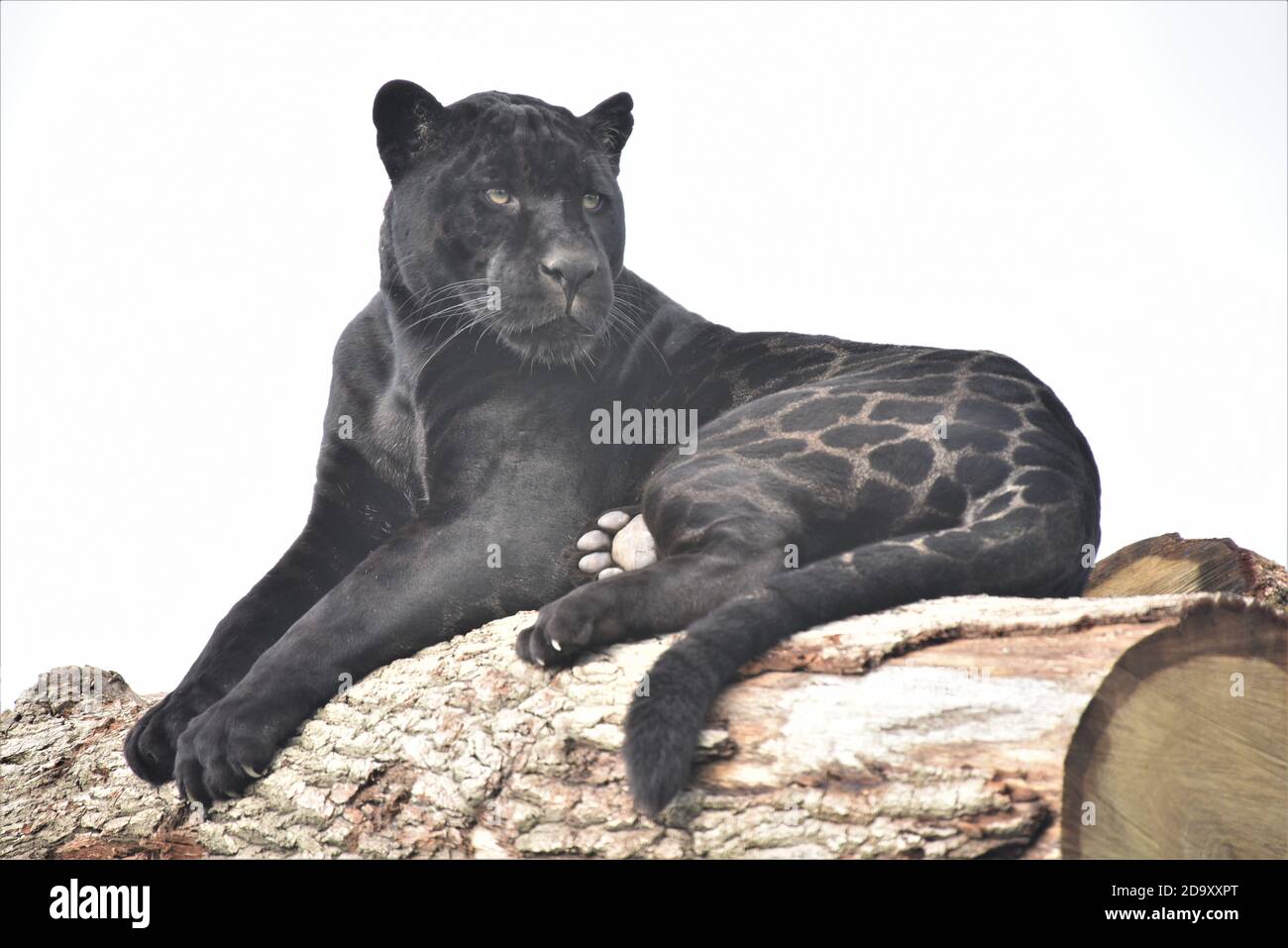 Leopard Panthera pardus","leopard", "black panther" ,"panthera", "big cat",  "conservation","alert", "watching", "striking", "posing","black on white  Stock Photo - Alamy