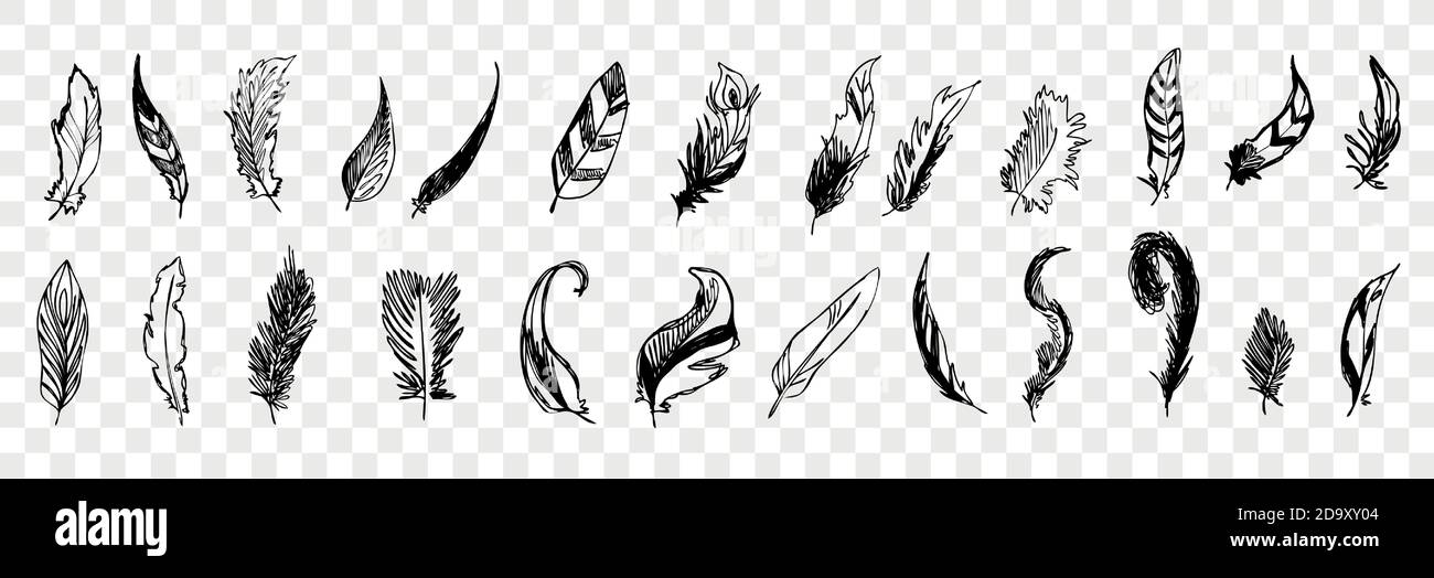 Hand drawn bird feathers doodle set collecton Stock Vector Image & Art ...