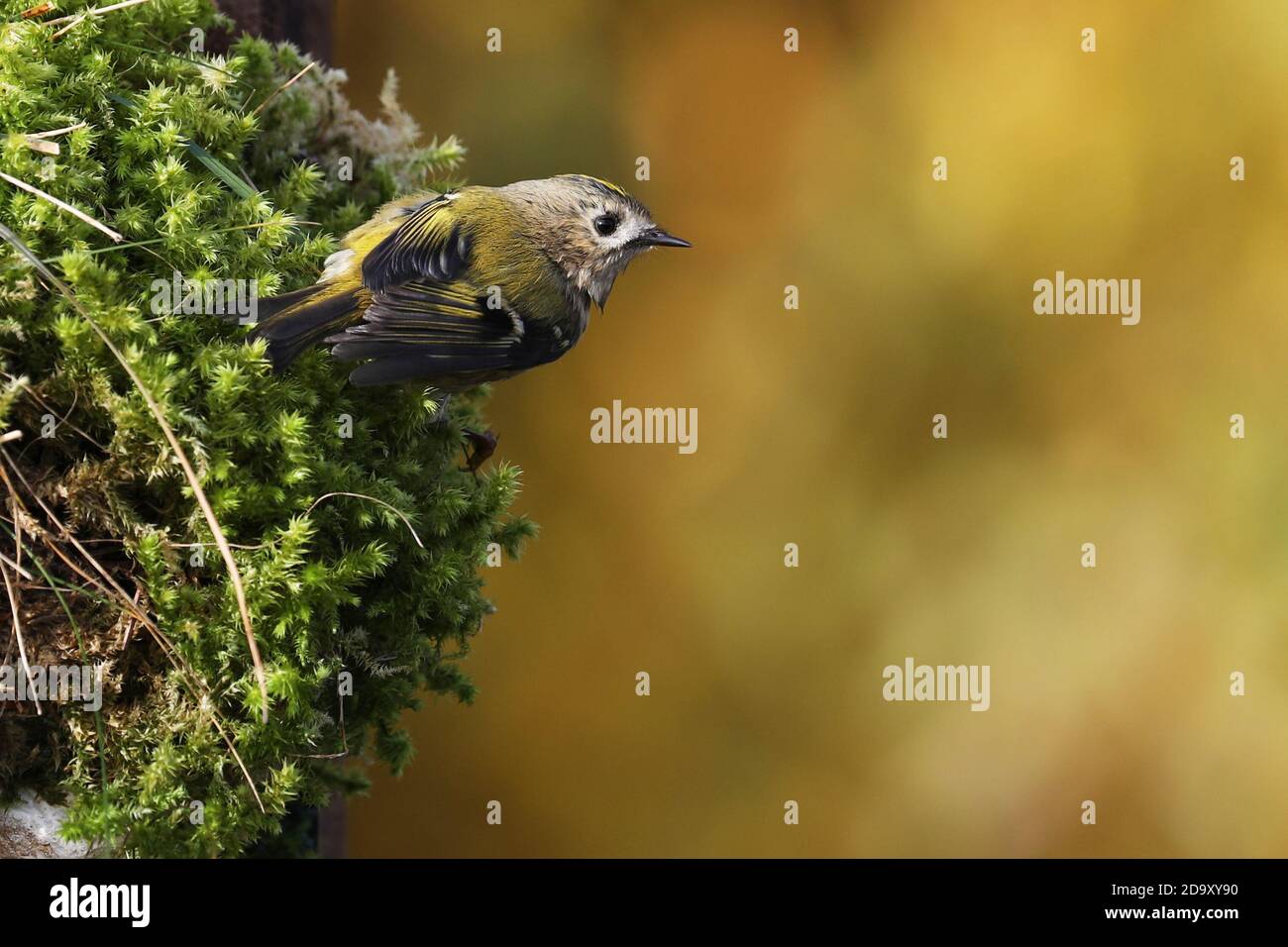 Goldcrest, tiny bird on moss Stock Photo