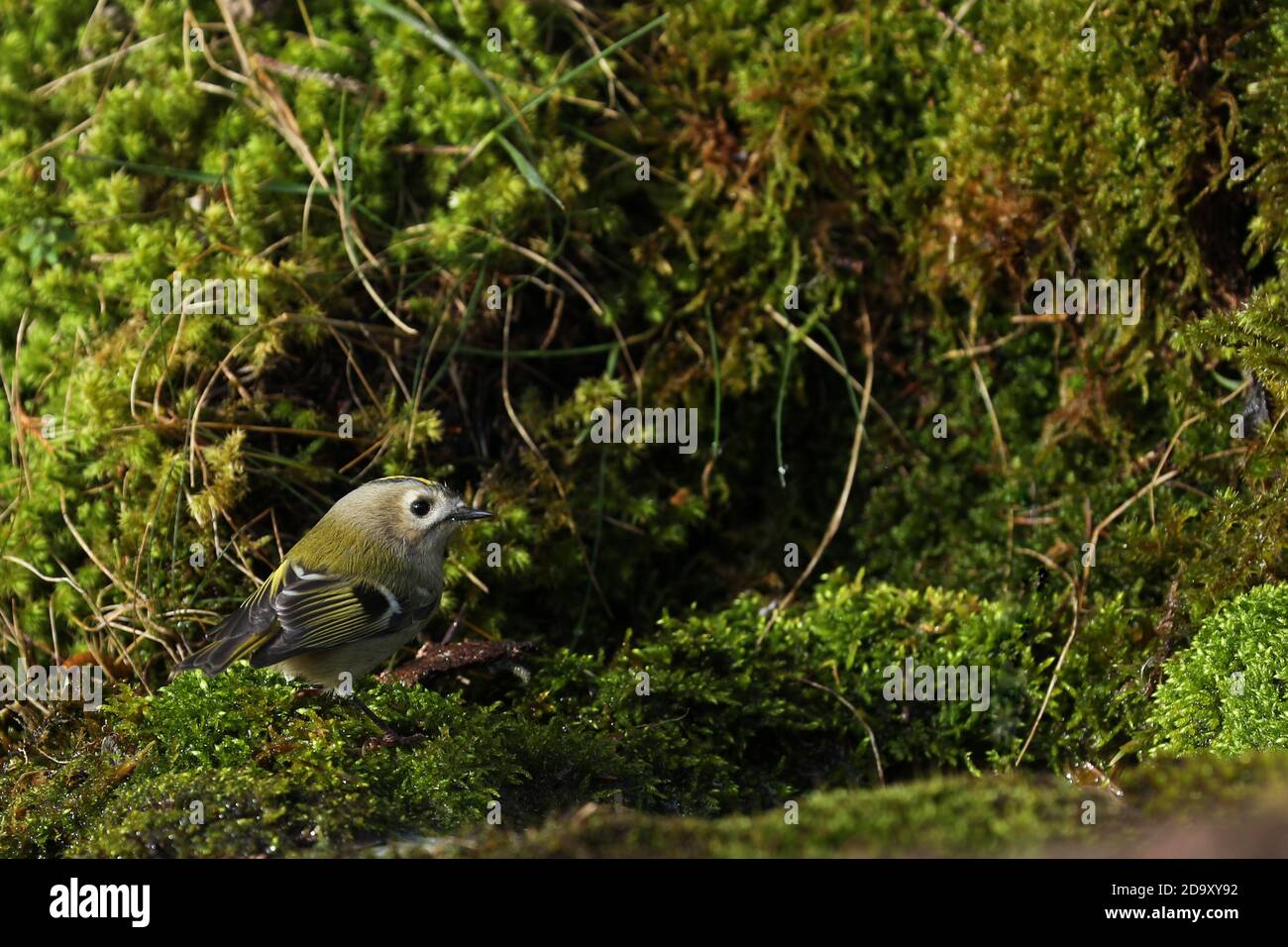 Goldcrest, tiny bird surrounded by moss Stock Photo