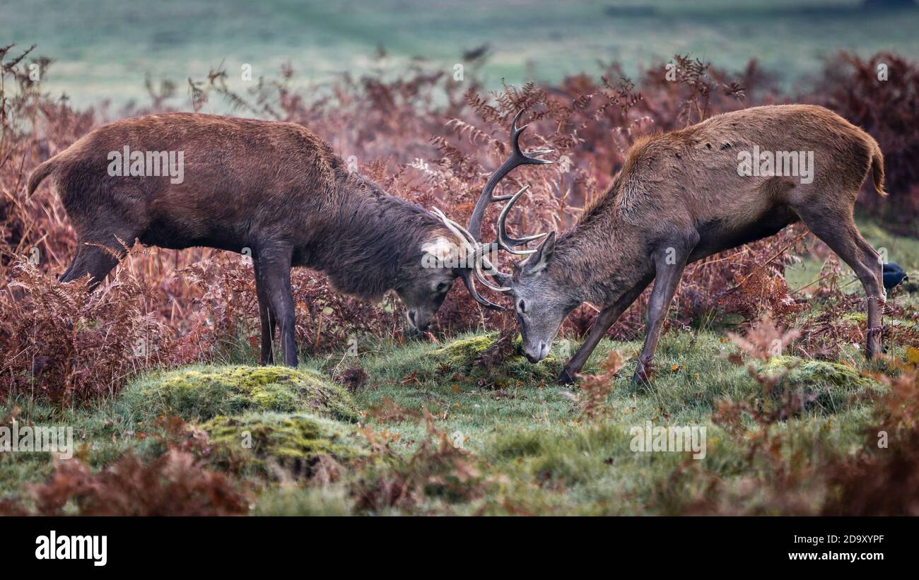 Two deer in Richmond Park playfully lock horns Stock Photo Alamy
