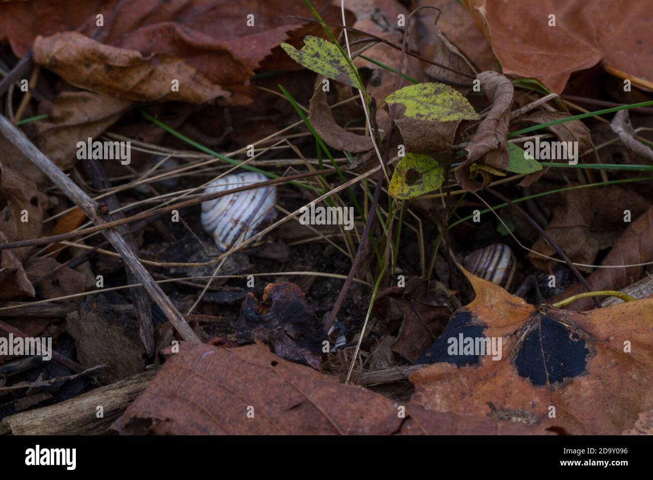 Close up of the forest floor with fall leaves and empty snail shells Stock Photo