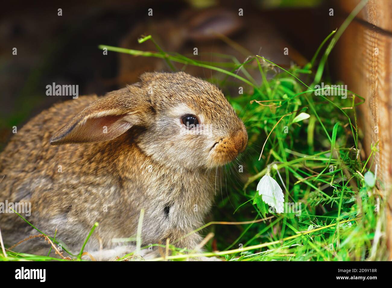 Portrait of a gray fluffy rabbit on a farm in a natural environment ...