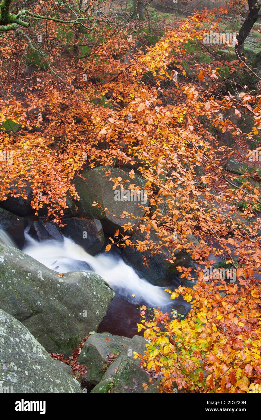 Padley Gorge in the Dark Peak, Peak District, Derbyshire, UK. A misty morning in late autumn with some colour in the trees Stock Photo