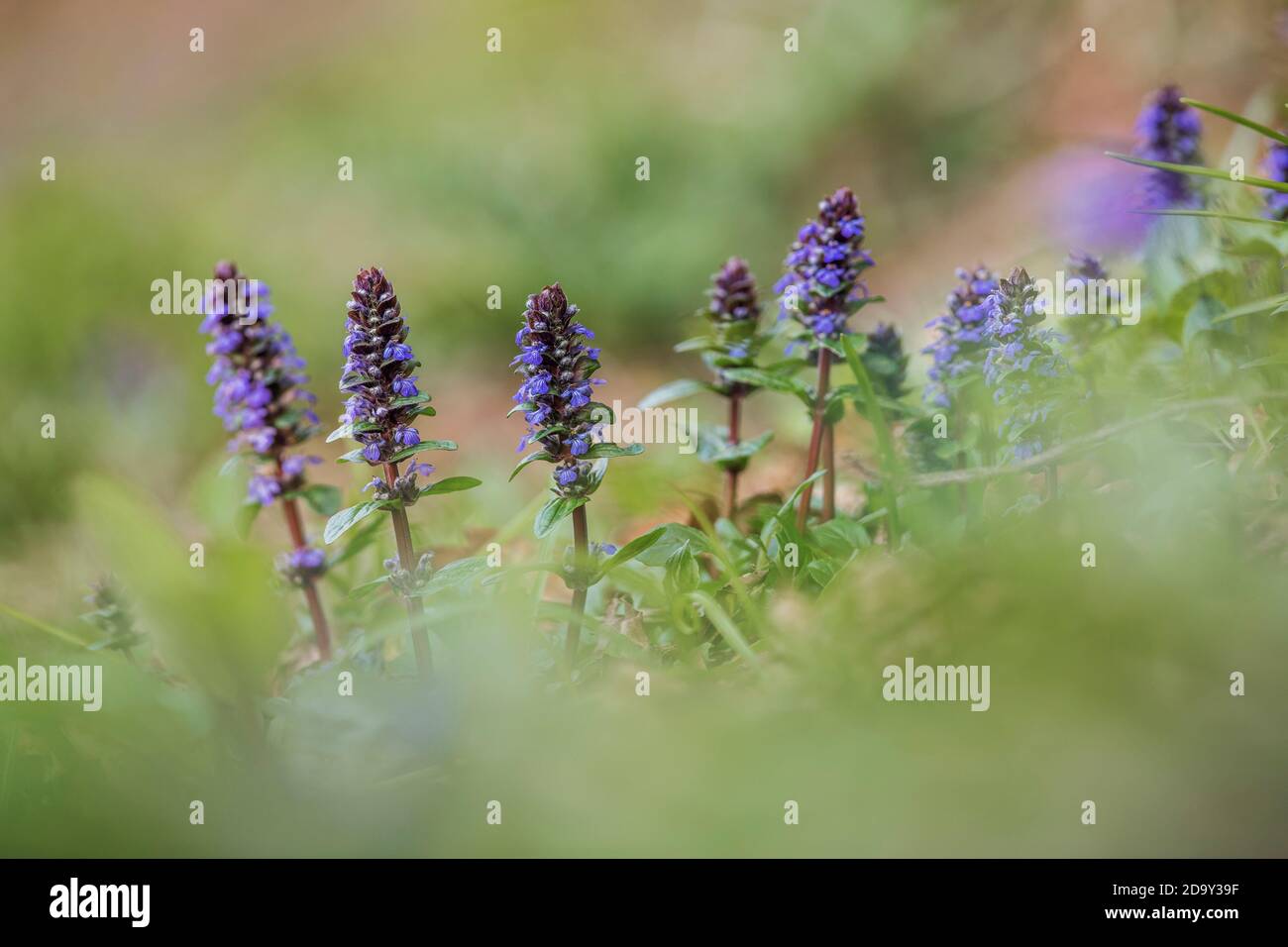 Bugle flowers hires stock photography and images Alamy