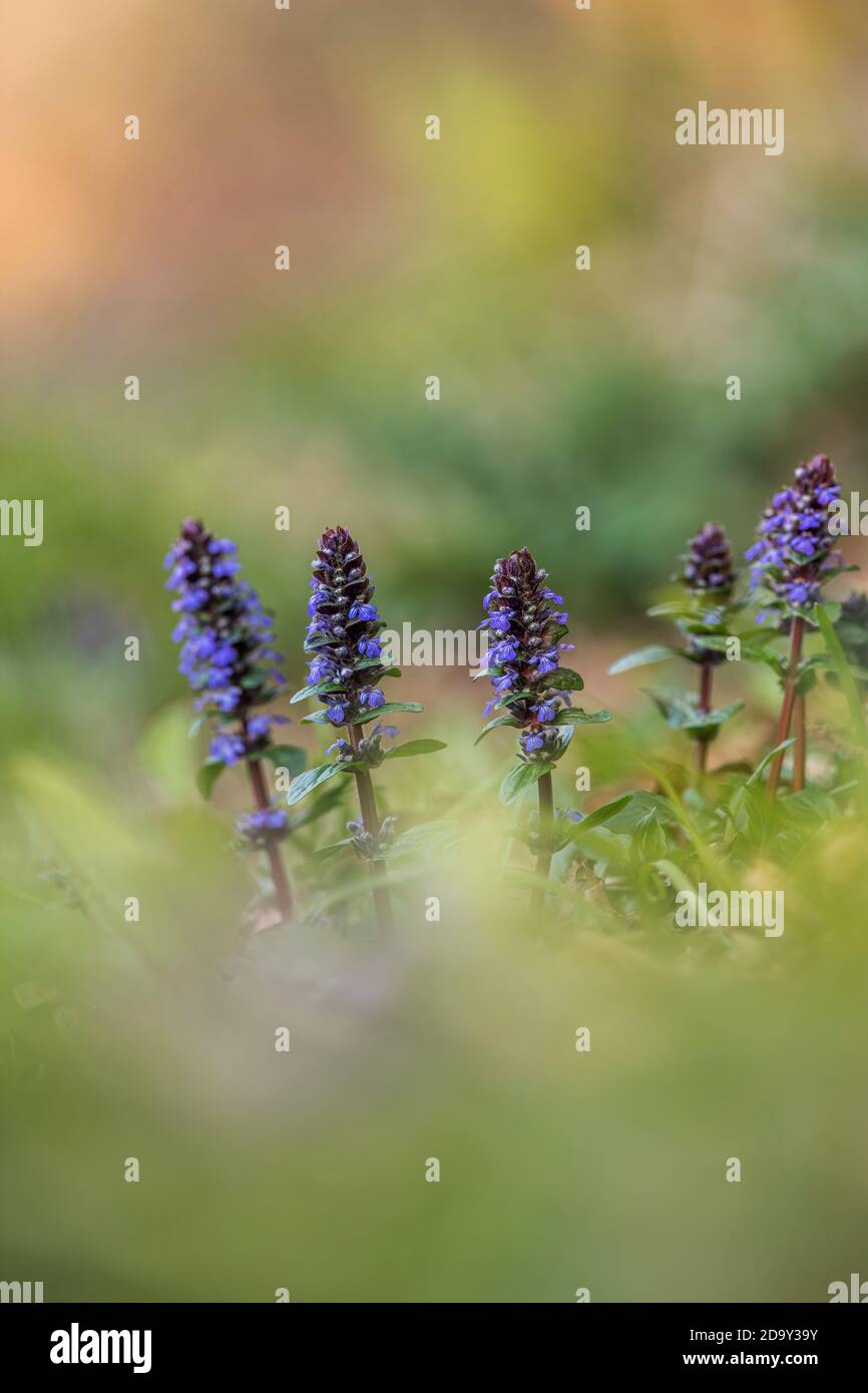 Bugle flowers hires stock photography and images Alamy
