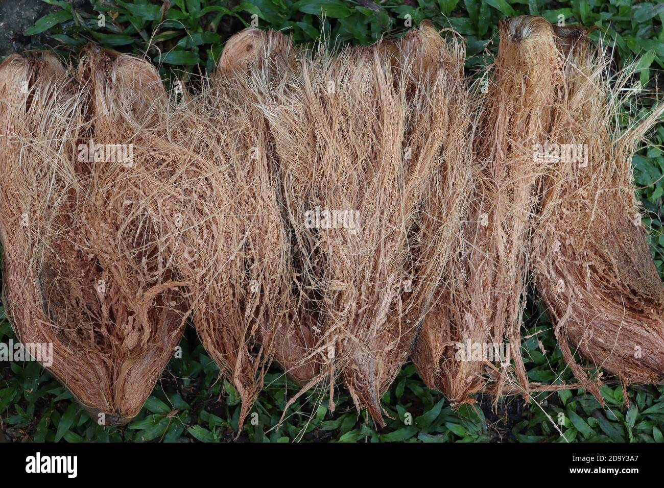 Coconut fiber, there are lot of products such as brooms, brushes, seats, mattresses, floor mats as much more usable items made by coconut fiber. Stock Photo