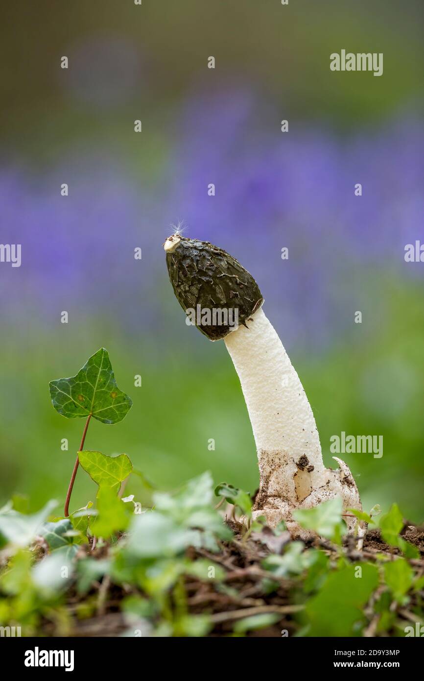 Common Stinkhorn; Phallus impudicus; Fungus; UK Stock Photo