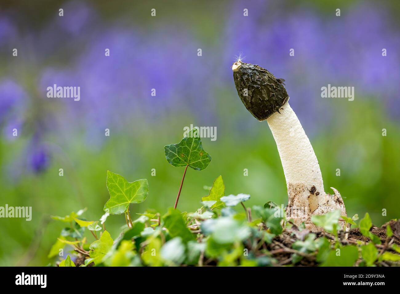 Common Stinkhorn; Phallus impudicus; Fungus; UK Stock Photo