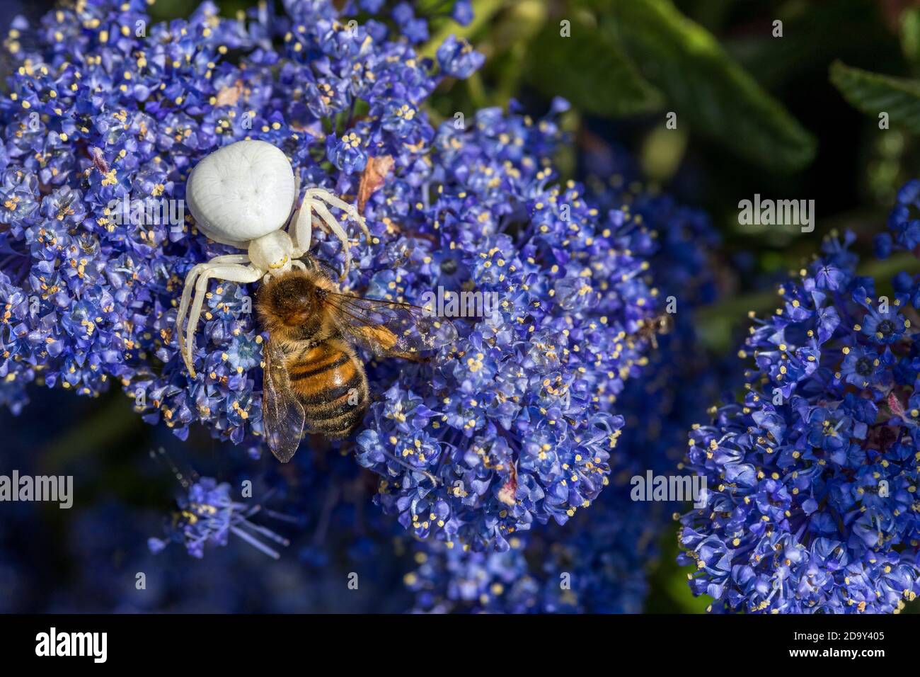 Crab Spider; Misumena vatia; With Honey Bee Prey; on Ceanothus Flower; UK Stock Photo