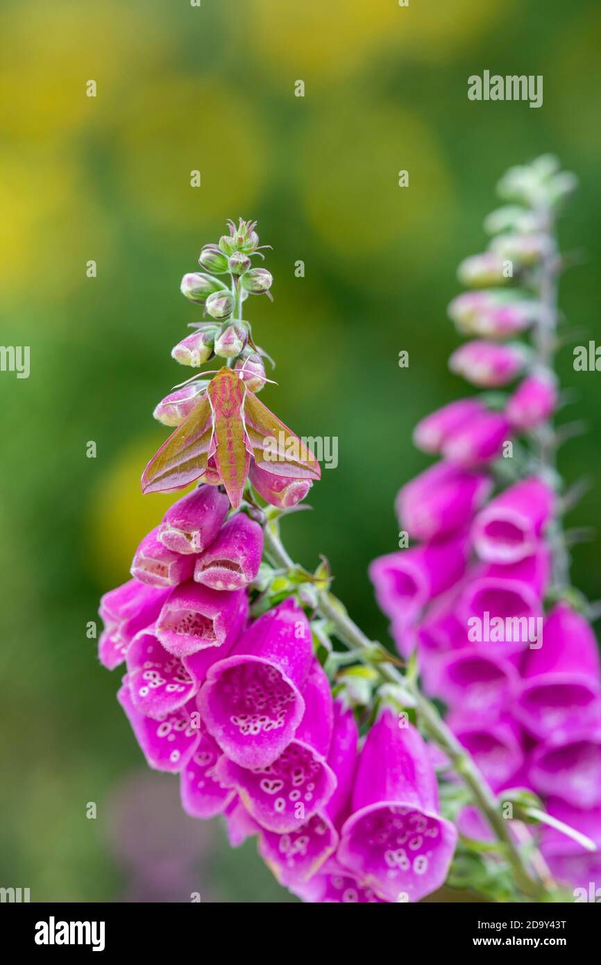 Elephant hawk moth hi-res stock photography and images - Alamy