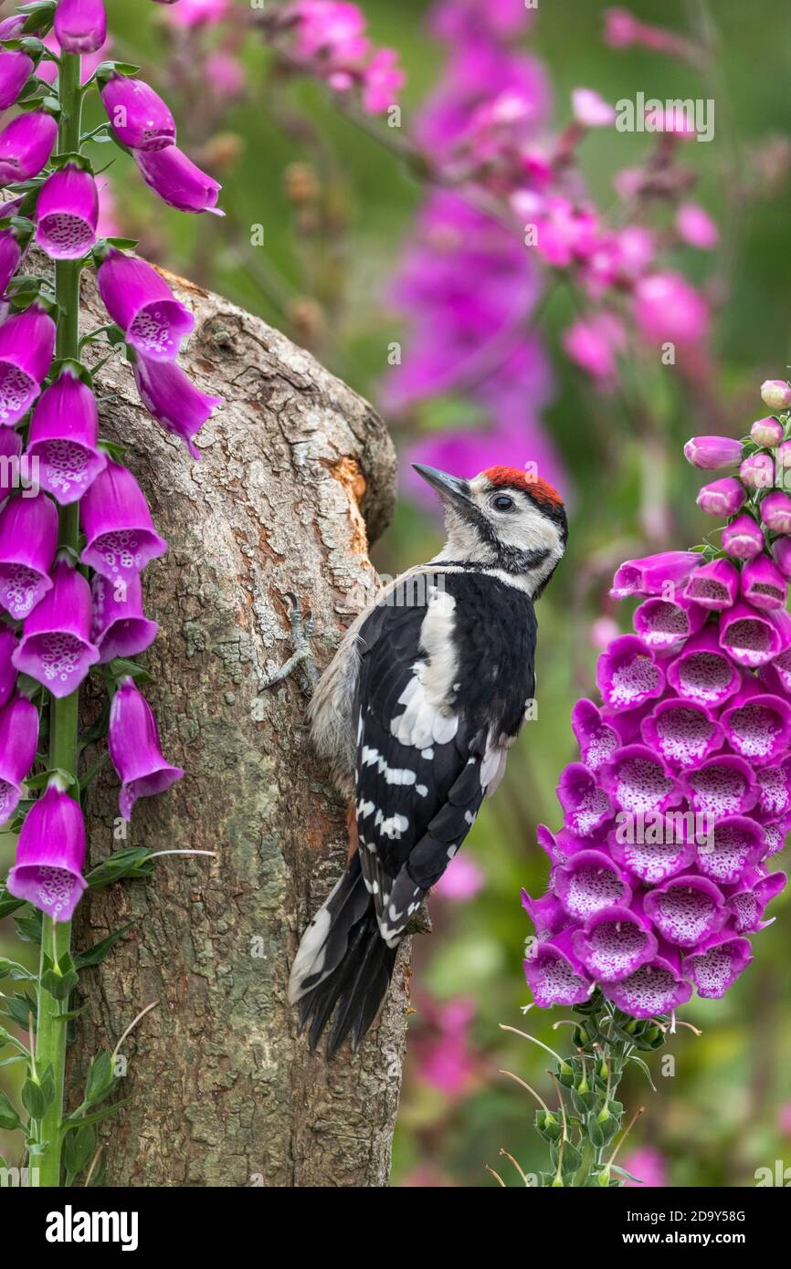 Great Spotted Woodpecker; Dendrocopos major; Young; UK Stock Photo Alamy