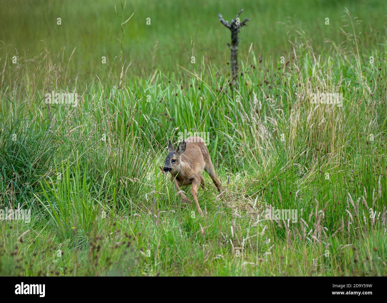 Deer Roe (Capreolus capreolus), female standing in long grass, Threave NTS estate, Castle Douglas, Dumfries and galloway, SW Scotland Stock Photo