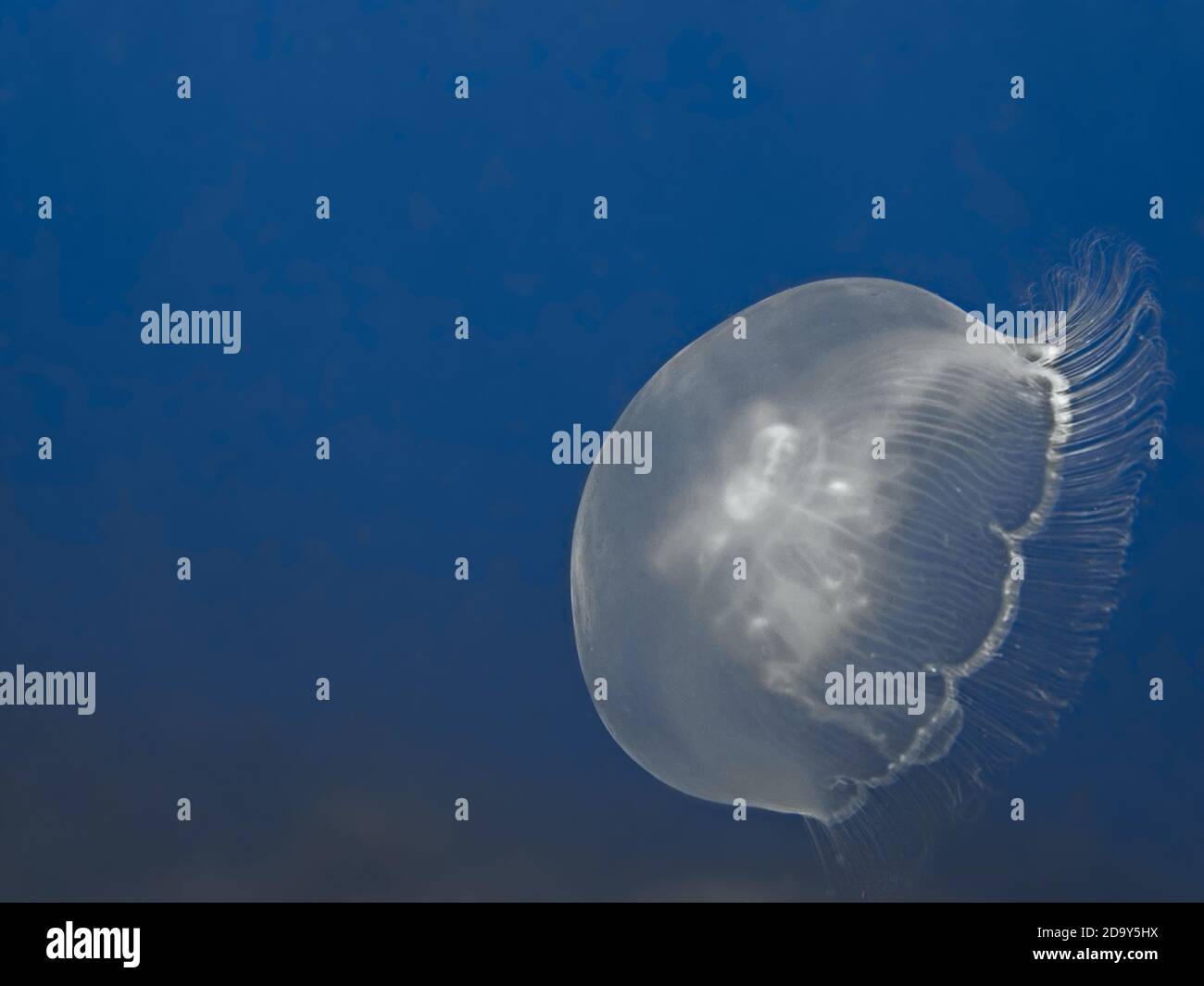 Aurelia aurita jelly floating in the sea Stock Photo