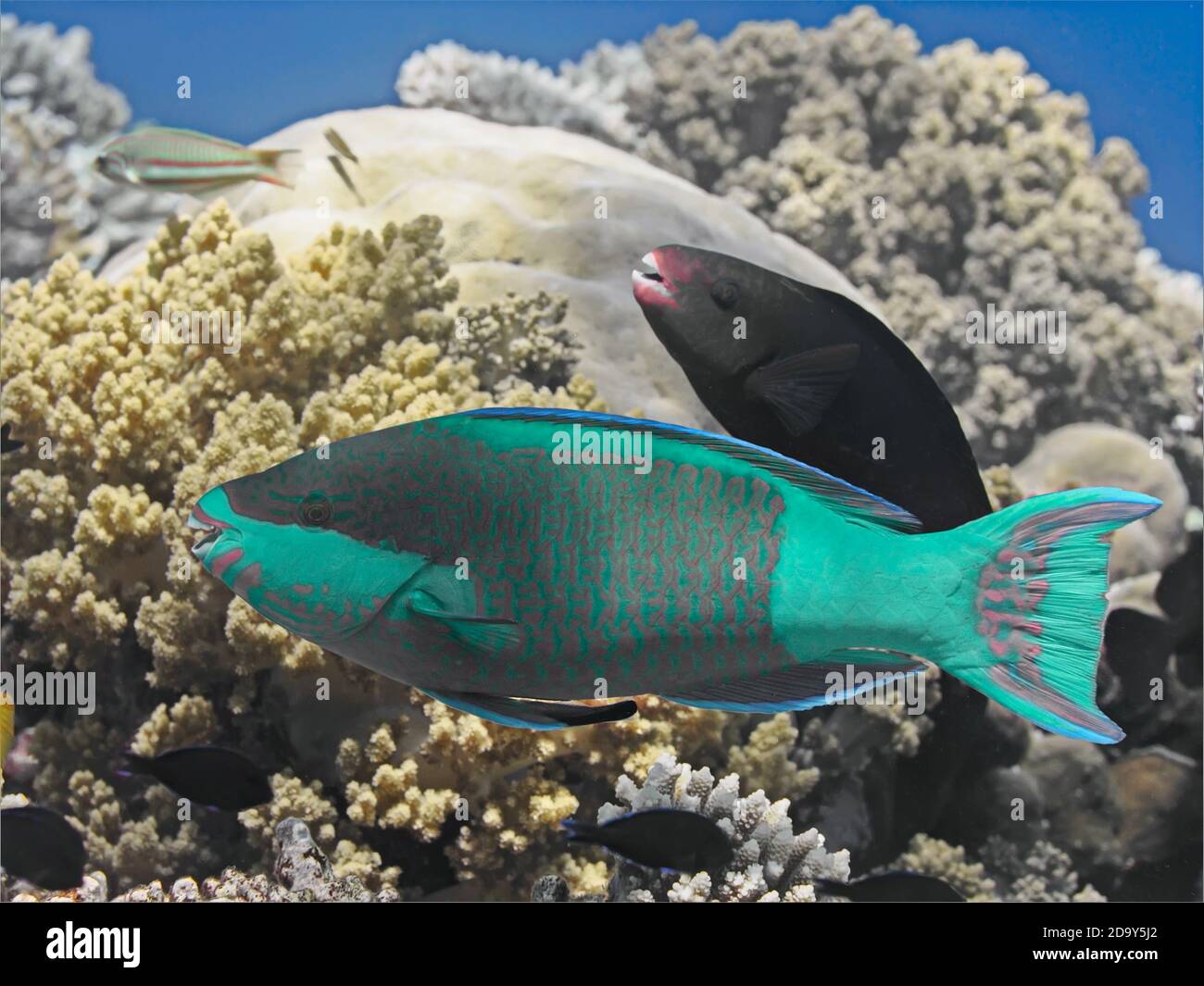 Bridled parrotfish fish in water near coral reef in tropical sea Stock Photo