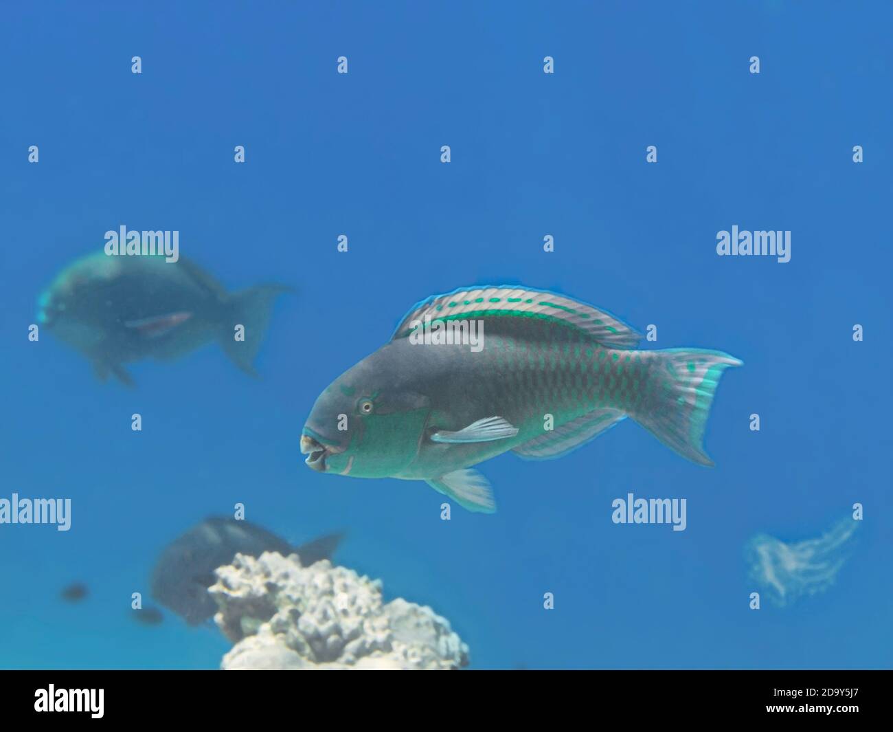 Bridled parrotfish fish in water near coral reef in tropical sea Stock Photo