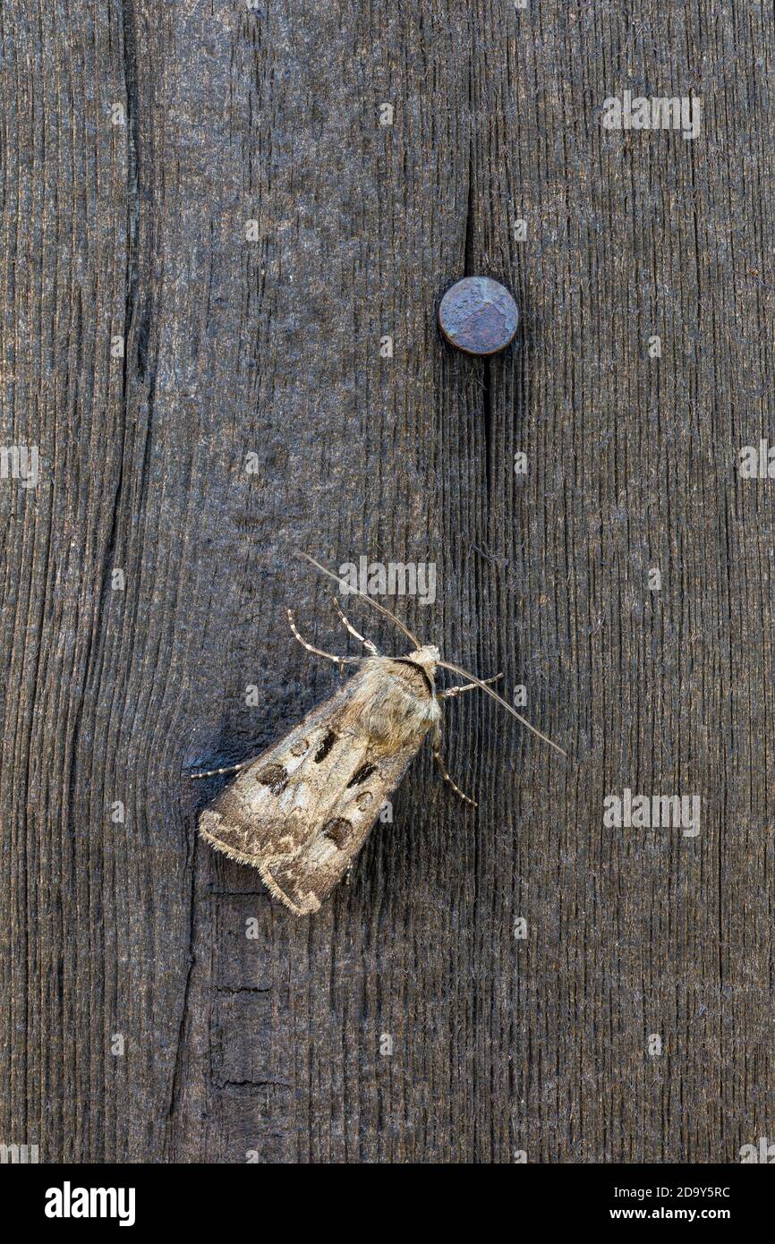 Heart and Dart Moth; Agrotis exclamationis; on Wood; UK Stock Photo