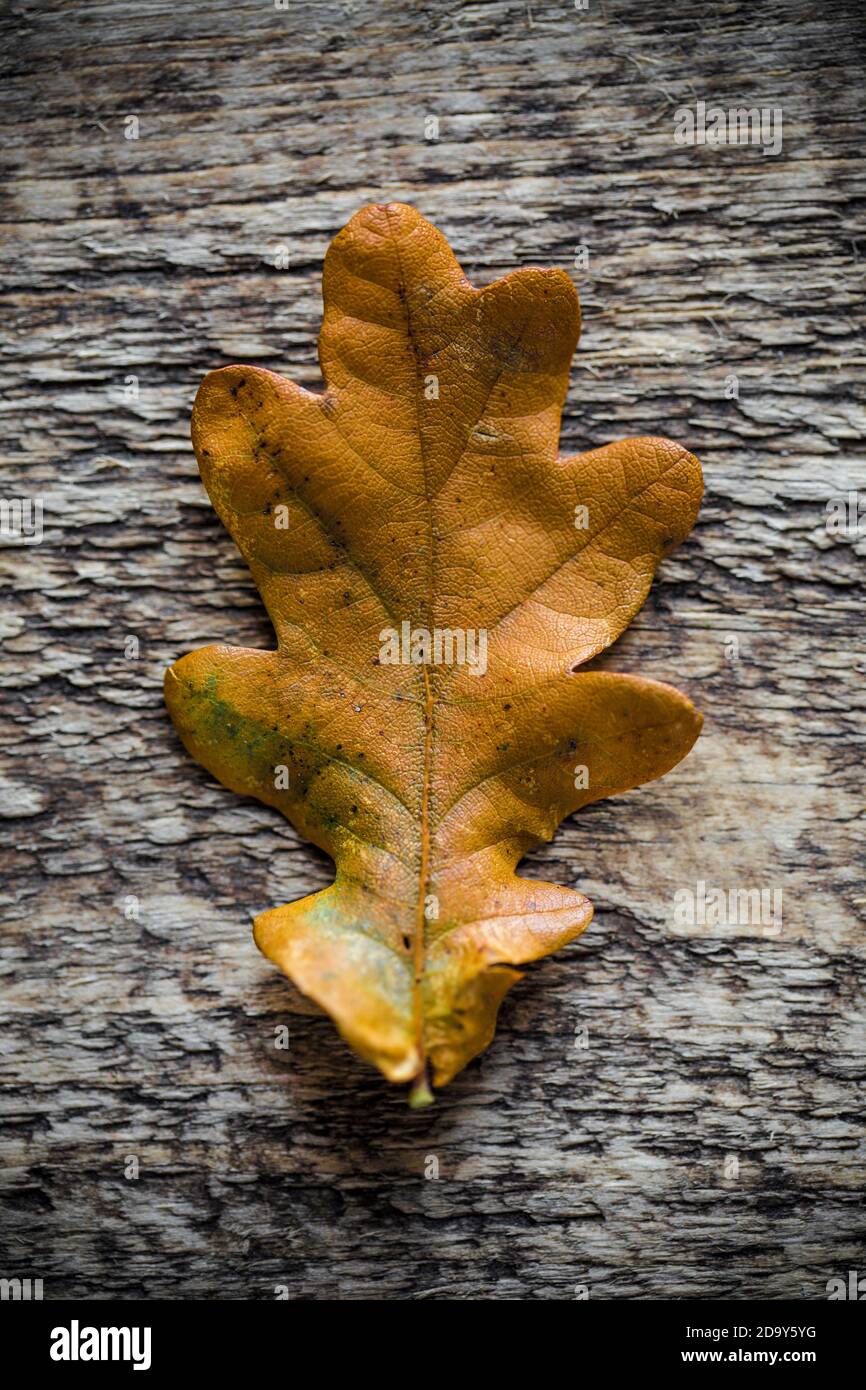 An Oak tree leaf photographed in November against a wooden background. Dorset England UK GB Stock Photo
