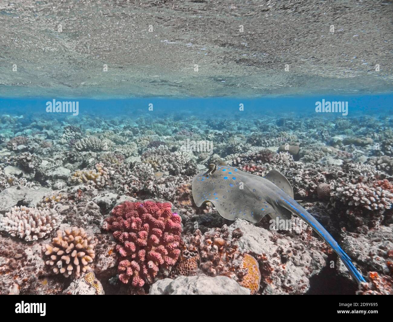 Bluespotted ribbontail stingray swimming in water near coral reef Stock Photo