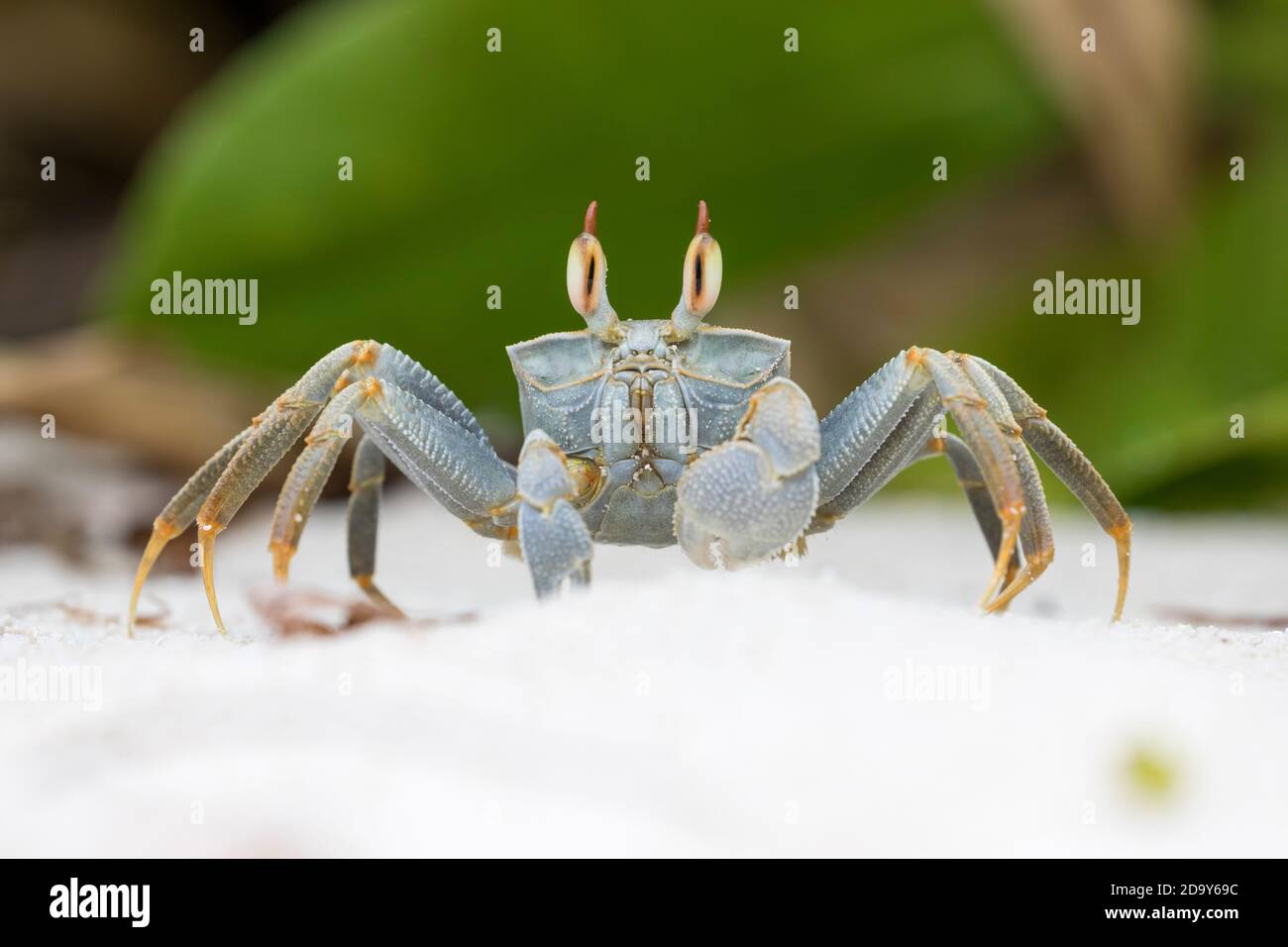 Horned Ghost Crab; Ocypode ceratopthalmus; Seychelles; Stock Photo