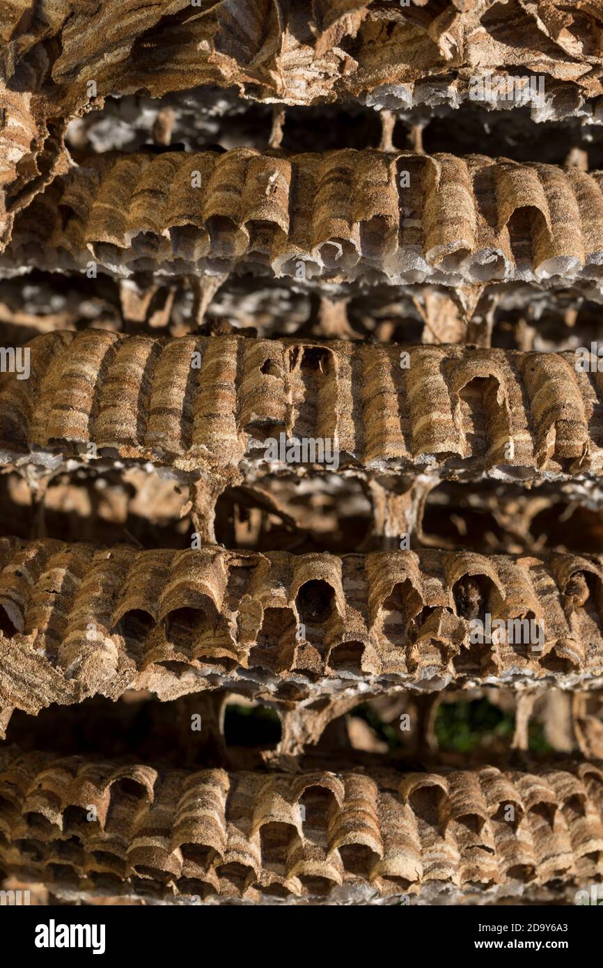 Hornet; Vespa crabro; Detail of Nest; UK Stock Photo