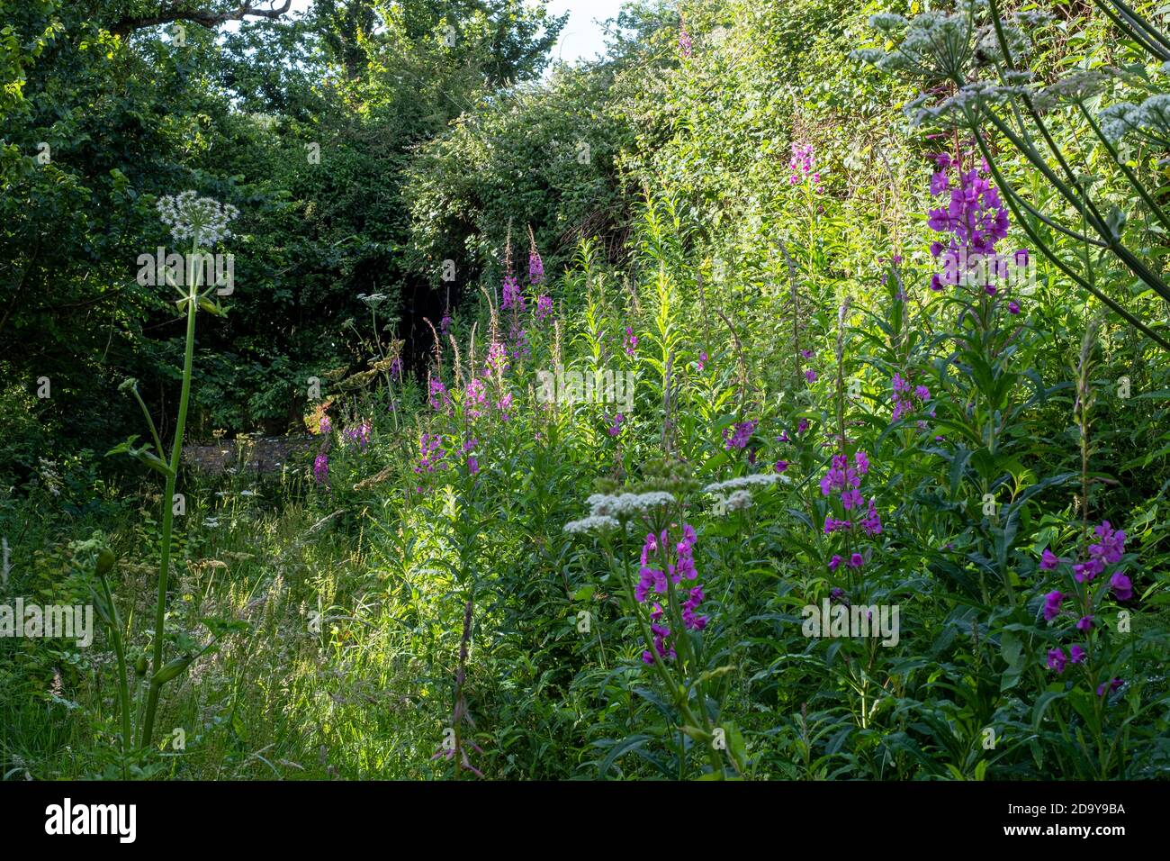 Rosebay Willowherb, Chamerion angustifolium Stock Photo