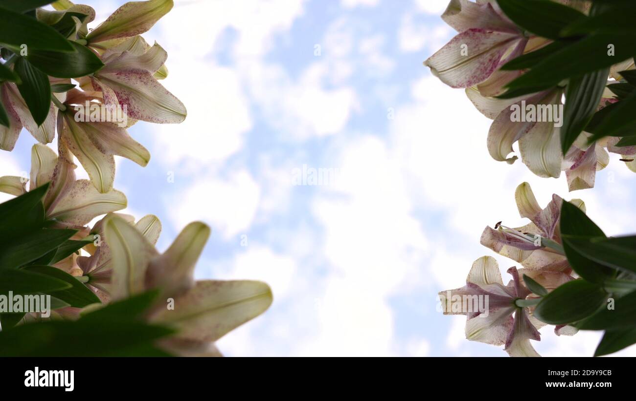 Living lilies against the background of floating clouds. Framing at the corners of the frame Stock Photo