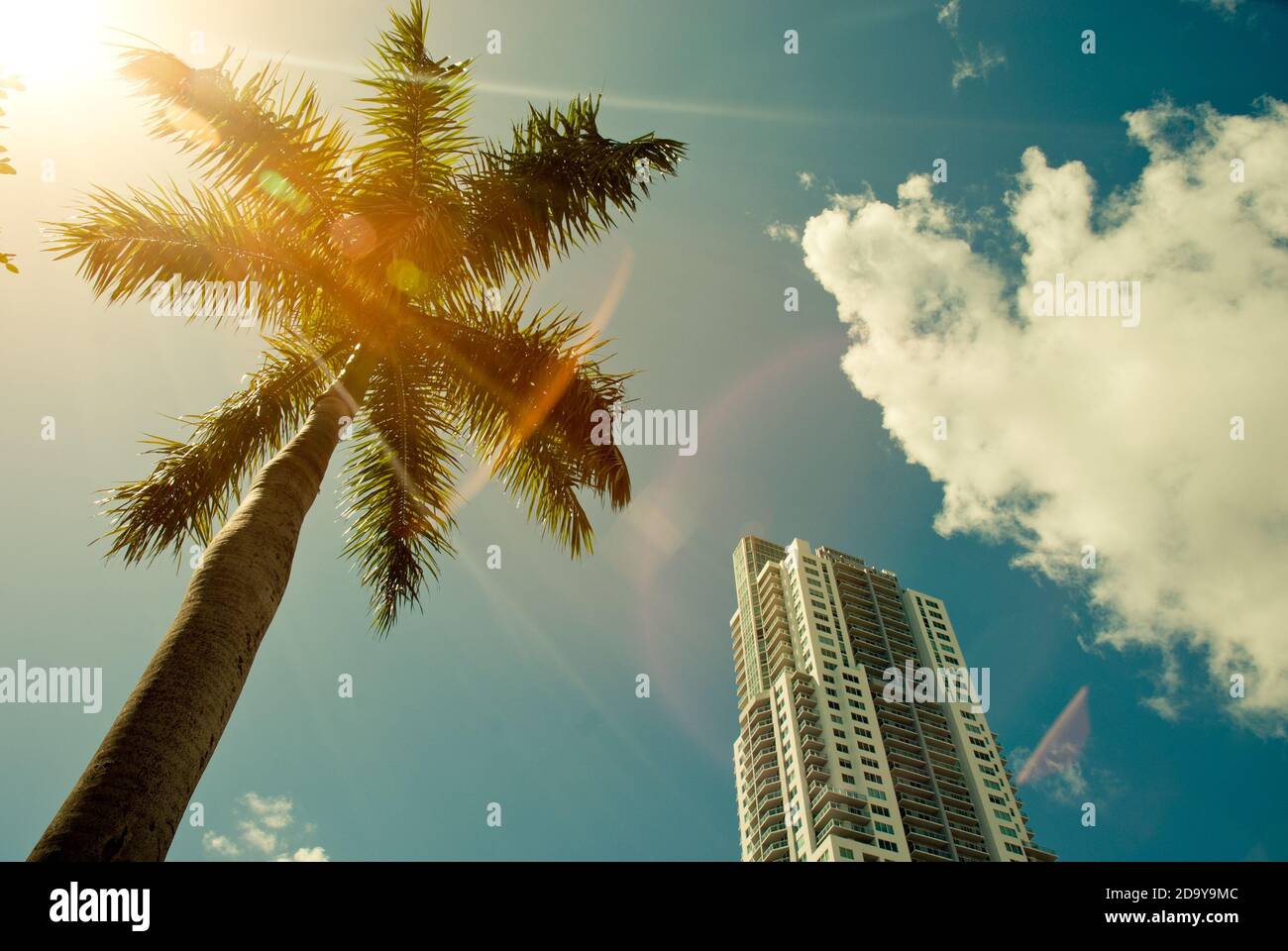 Green palm tree on blue sky background and modern building Stock Photo ...