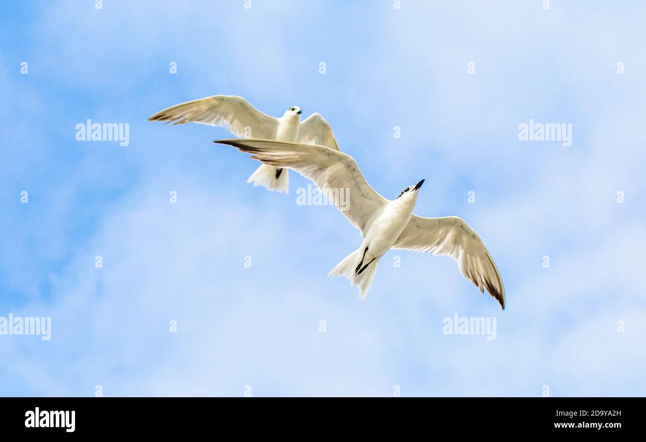 Beautiful Birds flying in the sky in middel of sea  of dwakra gujarat Stock Photo