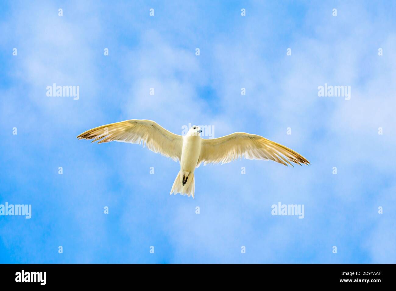Beautiful Birds flying in the sky in middel of sea  of dwakra gujarat Stock Photo