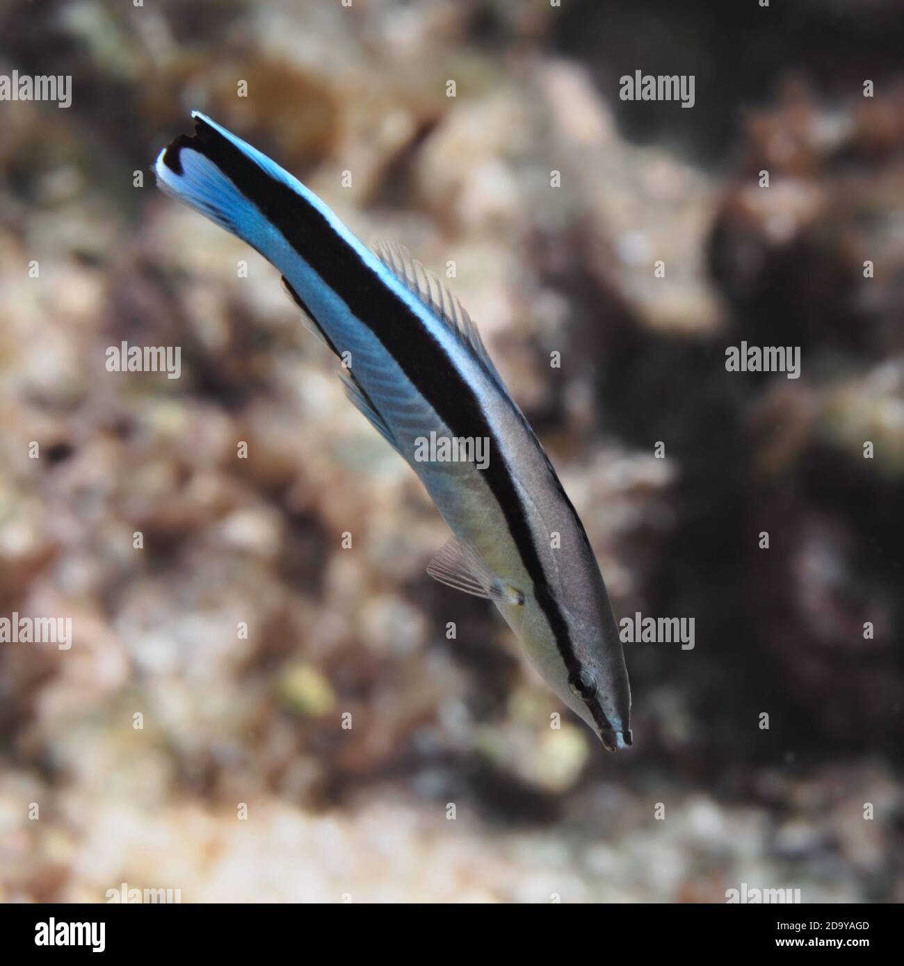 Bluestreak cleaner wrasse fish in water of tropical sea near the coral reef Stock Photo