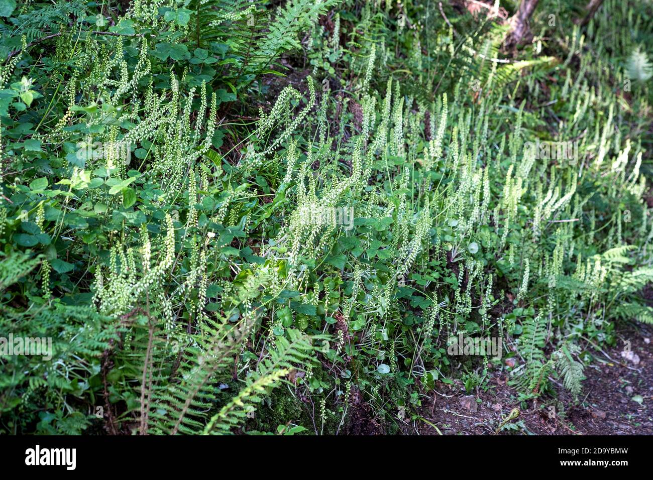 Navelwort plant in shady wood, Umbilicus rupestris Stock Photo