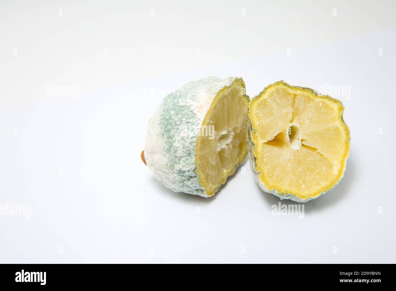 A lemon that has gone mouldy photographed on a white background. England UK GB Stock Photo