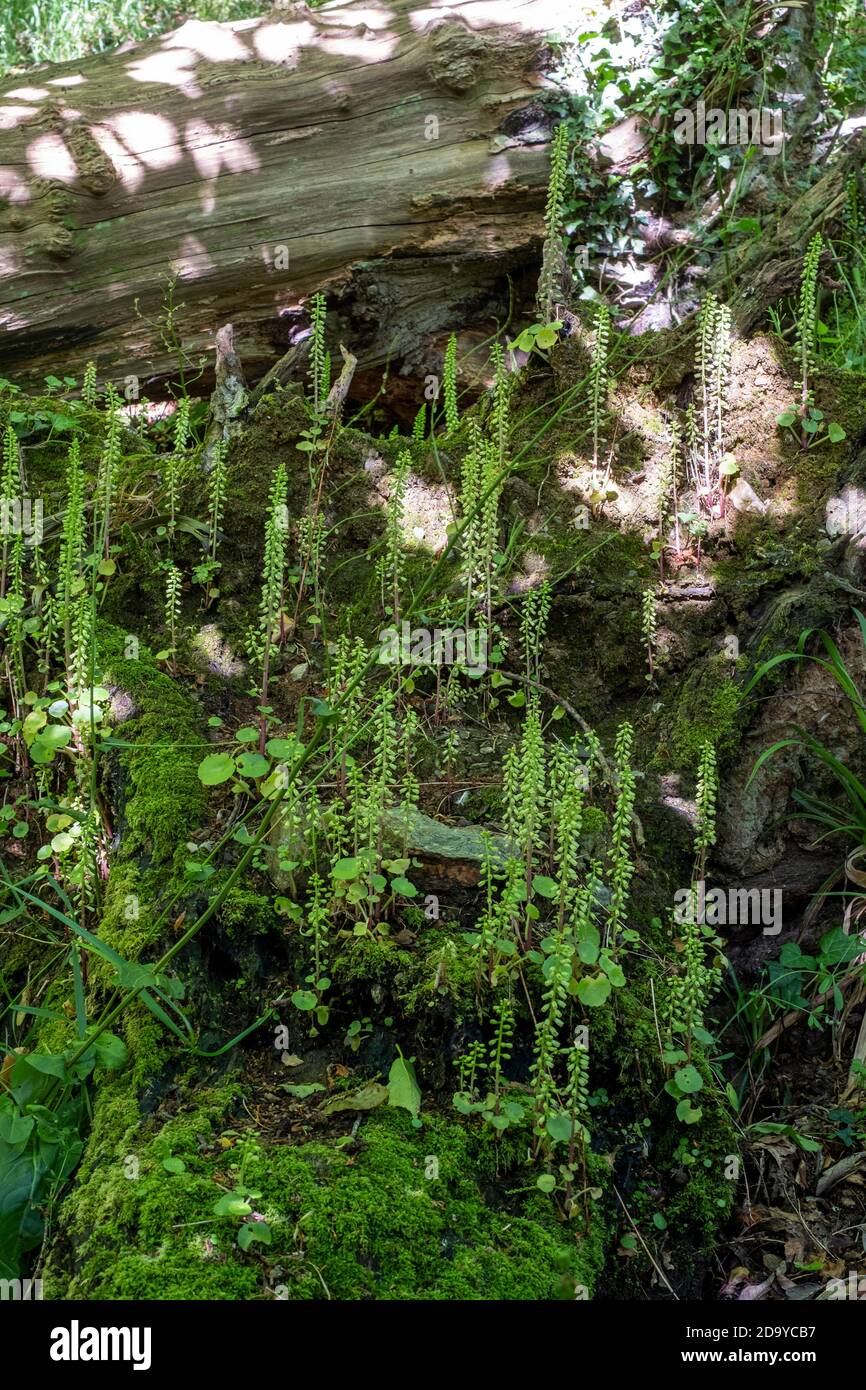 Navelwort plant in shady wood, Umbilicus rupestris Stock Photo