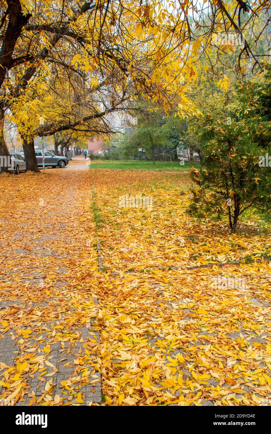 Yellow leaf carpet hi-res stock photography and images - Alamy