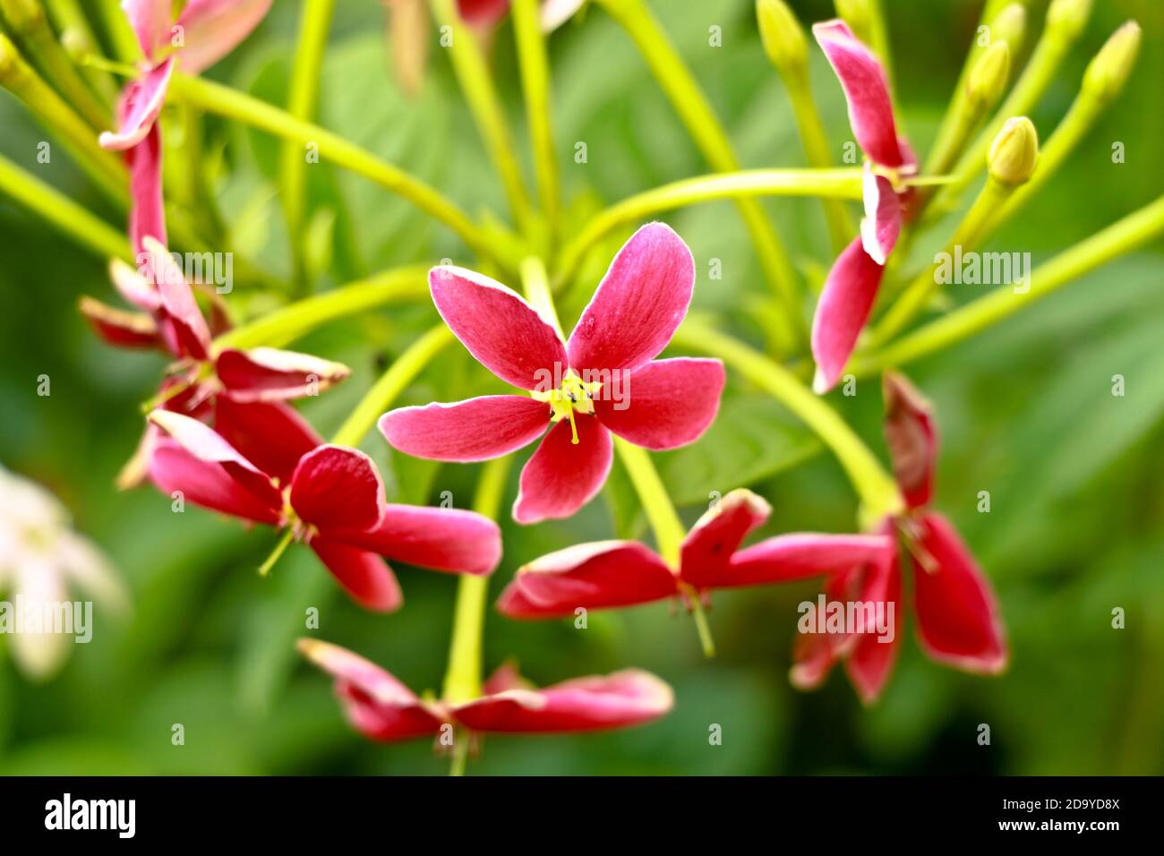 Red and white flowers of Combretum indicum, known as the Rangoon creeper  or  Chinese honeysuckle, selective focus Stock Photo